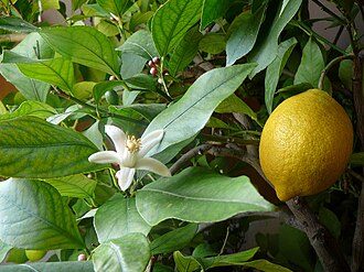 Citron jaune