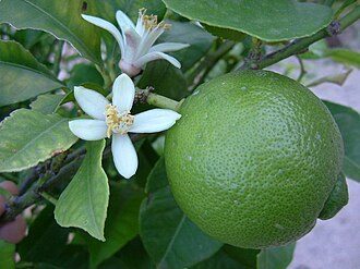 Citron vert