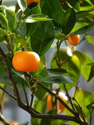 Mandarine