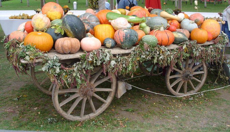 Courge butternut