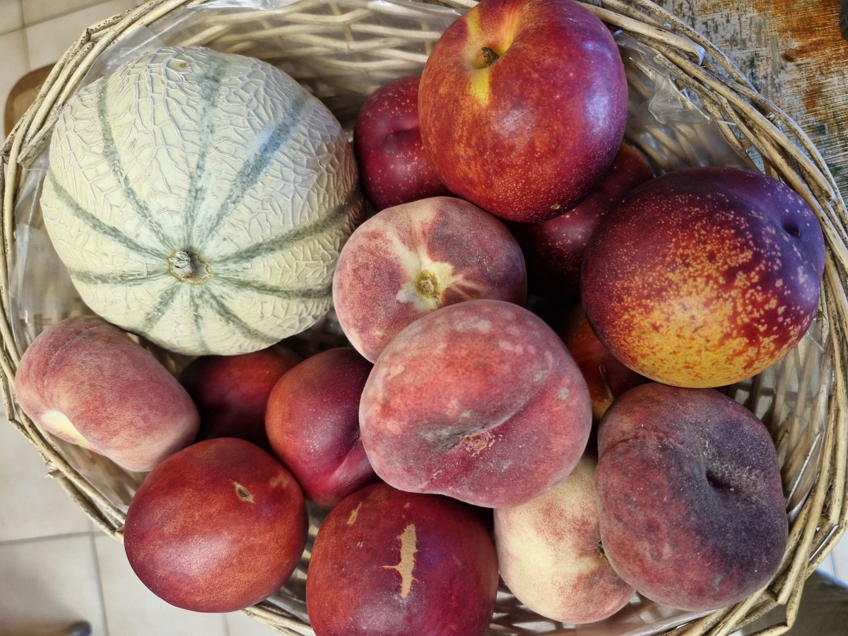 Nectarines et pêches
